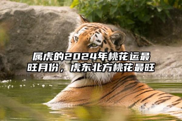 2021年属虎人命理解析:机遇与挑战的相遇之年 2021年属虎人命理解析:机遇与挑战的相遇之年