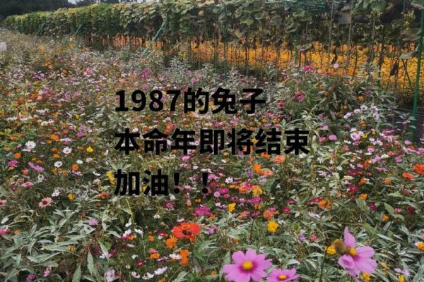 1987年正月12日出生的人命运解析与生活智慧 1987年正月12日出生的人命运解析与生活智慧