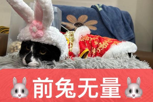 兔年的命运：1997年出生的兔子，一生的机遇与挑战