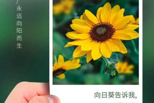 1995年8月17日出生的命运解析：探索你的人生轨迹与性格特质