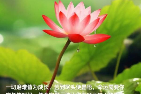 命太好的人具有什么样的命运特征？探寻好运背后的秘密！