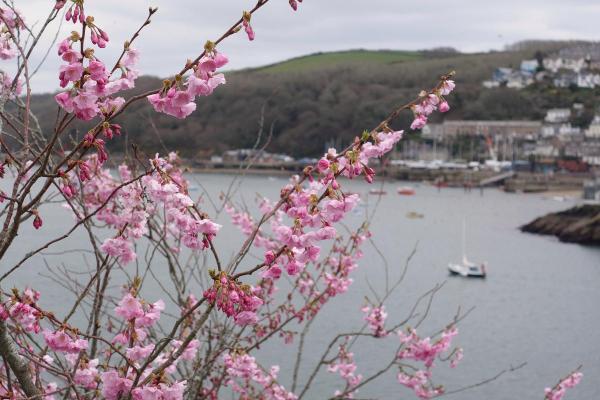 什么叫做桃花命？揭秘桃花命的魅力与影响