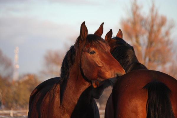2015年属马的命理解析：运势与人生的启示