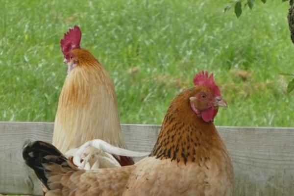 2005年男鸡的命运与性格解析：一探究竟！