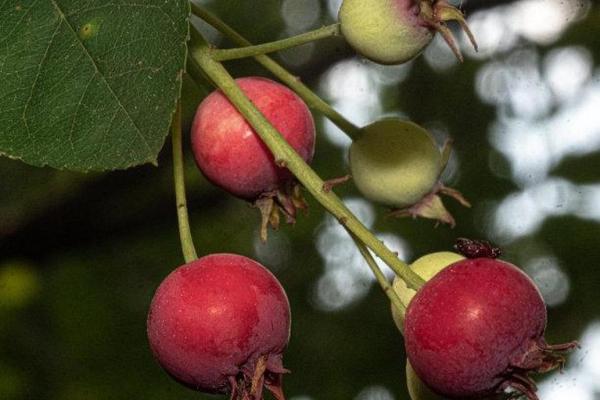 1982年属鸡的命理解析：揭秘属鸡人的性格与未来运势