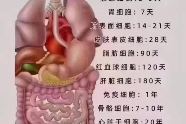 1998年出生的人属什么相？命运解析与人生指导