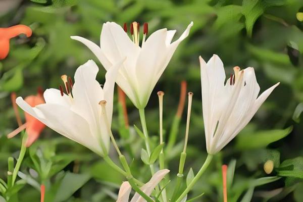 深入解析命与乾坤的寓意，揭示生肖的神秘世界