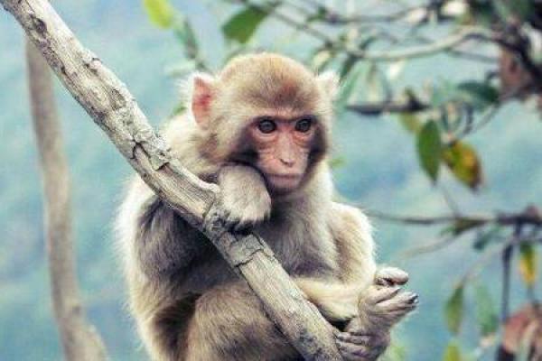 2004年猴年出生的人命运与性格分析