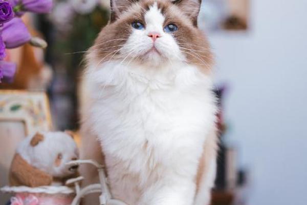 牛木命与哪些命最配婚姻：寻找到完美伴侣的秘密