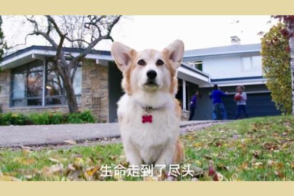 探索生命的尽头：逝命的近义词及其深刻意义