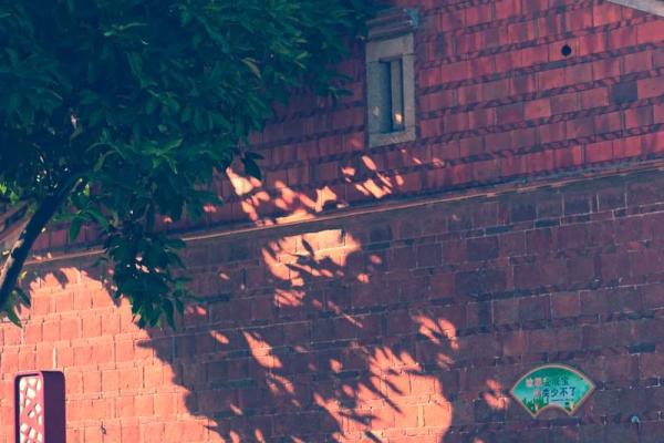 探秘三碧震木命：命运与个性的奇妙交织