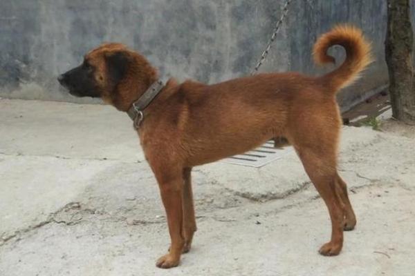 1958年土狗的命运与性格：狗年生人运势分析