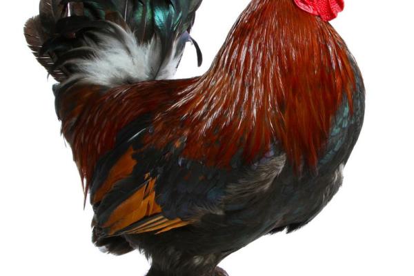 3005年属鸡女性命理解析：揭示个性与运势的秘密