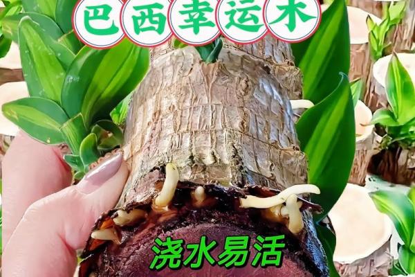 水命木命适合养什么花？让我们一起探索最佳选择！