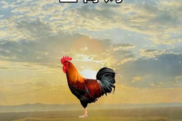 69年鸡土命：你的命理缺什么，如何补救与提升？