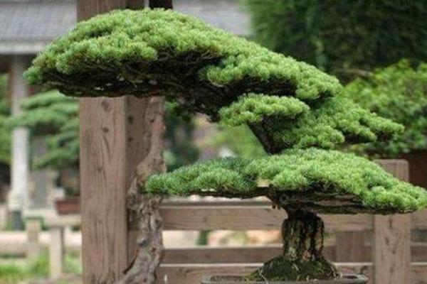 松柏木命人如何选择最合适的搭配和发展方向 松柏木命人如何选择最合适的搭配和发展方向