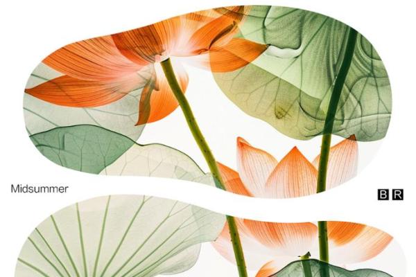 命与舍：探讨人生中的选择与放弃