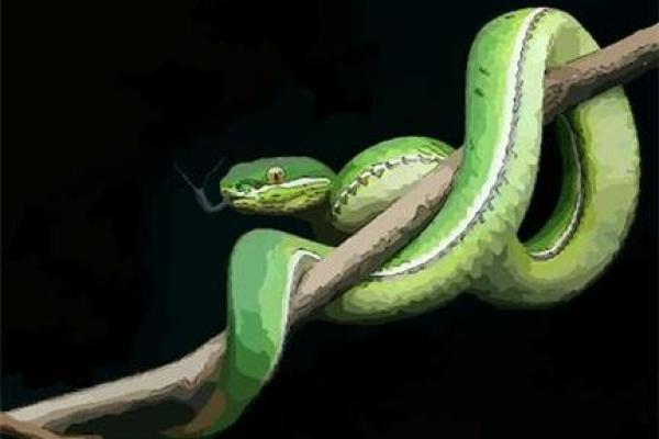 属蛇2016年出生的命理解析：智慧与机遇并存的生活之路