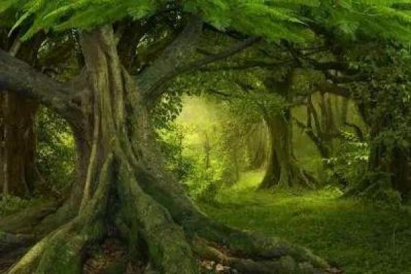 木命人：自然的恩赐与命格解读，通往成功的桥梁