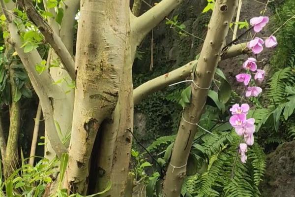 探索命运与机遇的交汇:成语背后的智慧与启示 探索命运与机遇的交汇:成语背后的智慧与启示