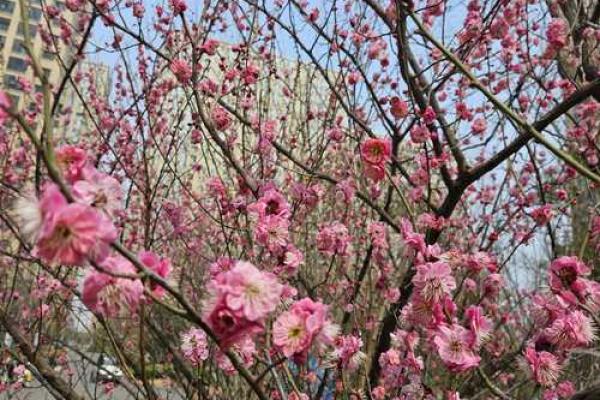 23岁属什么命:解密年轻人的命运与未来 23岁属什么命:解密年轻人的命运与未来