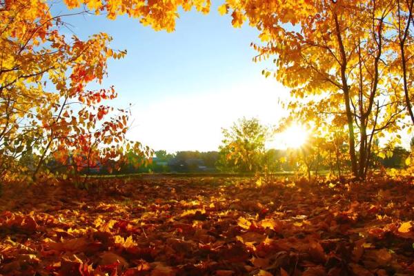 龙虎命格：探秘五行之中的神秘属性与人生运势