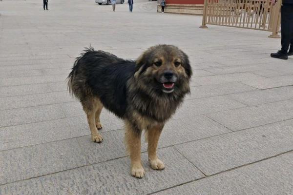 天生金贵命：灵性动物的神秘符号与生活哲学