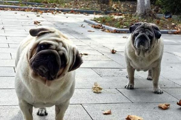 2018年狗宝命运解析：如何挖掘其独特的命理机会与挑战