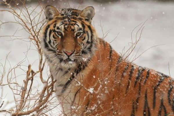 八六年出生的虎：火命背后的神秘与传奇