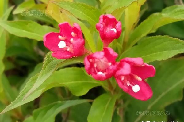 鼠年壁上土命解析：如何在鼠年找到属于你的幸福？