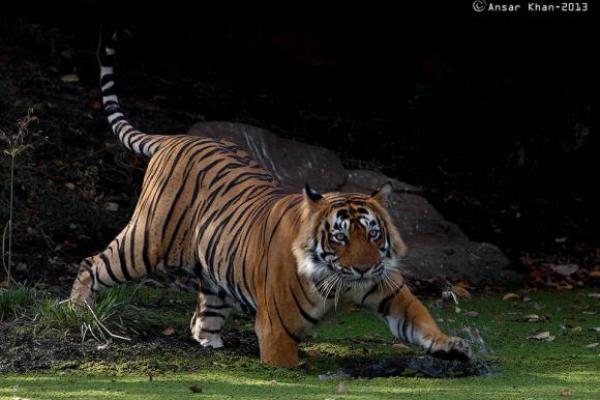 八六年出生的虎：火命背后的神秘与传奇