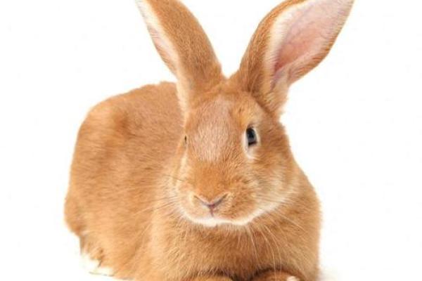 2007年属相分析：兔年出生者的命运与特色探寻