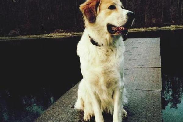 山头火命狗佩戴的吉祥物与风水奥秘探秘