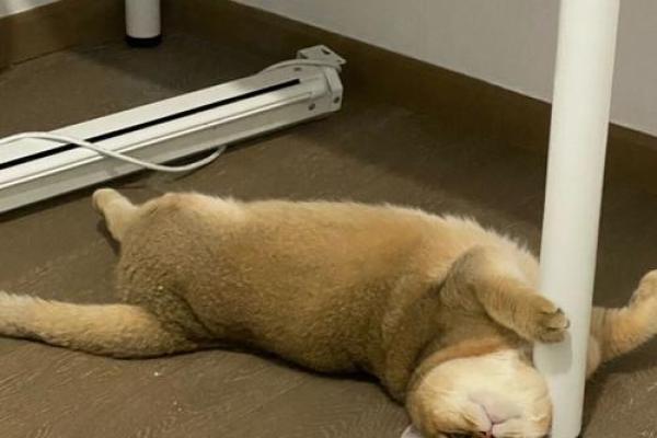 什么命可以躺平休息？揭开生活中的“摆烂”之谜！