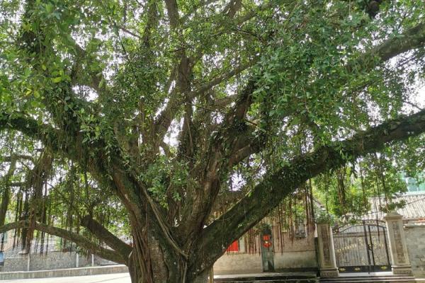 1966年出生的木命人:命运之树与人生哲学 1966年出生的木命人:命运之树与人生哲学