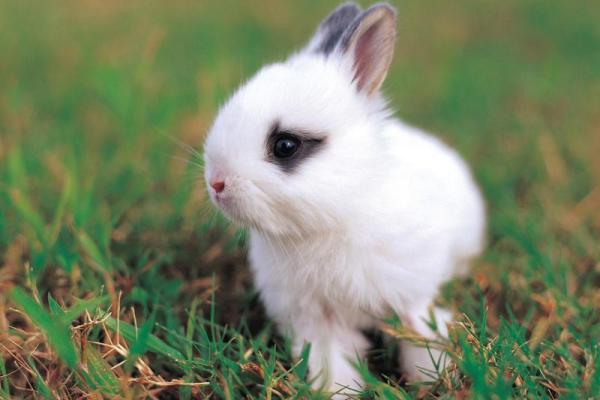 37岁兔子命运解析：揭秘生肖兔的性格与人生轨迹