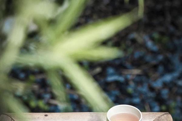 根据命理选择适合养的鱼，助你提升运势与幸福感