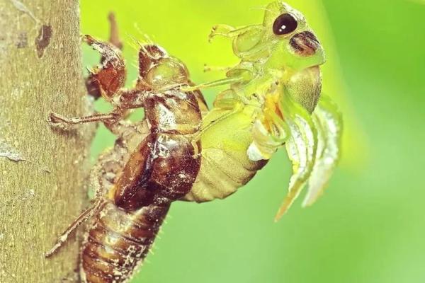 19950719出生的人命格揭秘:探索命理与人生的奇妙旅程 19950719出生的人命格揭秘:探索命理与人生的奇妙旅程