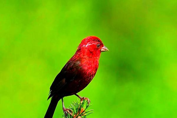 探秘四灵入命:解读命格背后的神秘力量 探秘四灵入命:解读命格背后的神秘力量