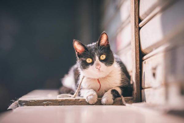 19860113出生命理解析：攀登成功之路的秘密与智慧