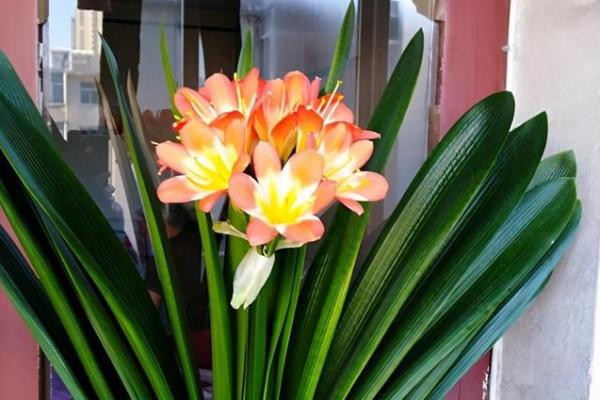 海水命的人适合养哪些花?揭秘海水命的花卉搭配秘诀! 海水命的人适合养哪些花?揭秘海水命的花卉搭配秘诀!