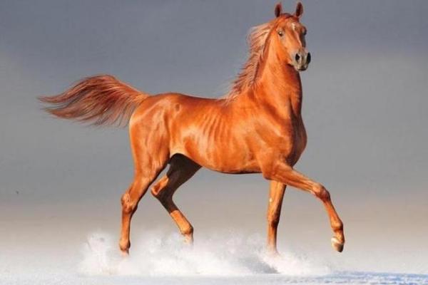 探寻78年属马之人的命运与性格特征