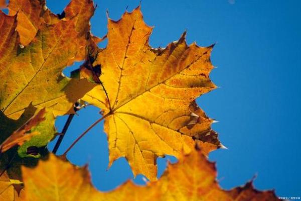 鸡年早晨出生的人命运分析：性格与人生之路的独特象征