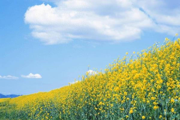 探寻“夫命之”的深意：人生的命运与伴侣的影响