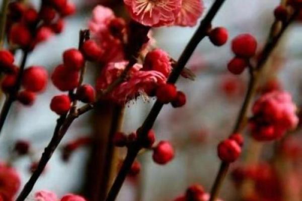 探寻梅花之命:揭示人生命格的奥秘与智慧 探寻梅花之命:揭示人生命格的奥秘与智慧