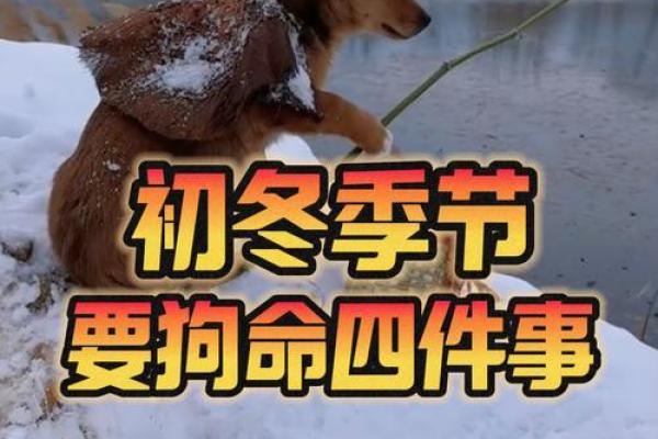 2006年狗年出生的你,注定有着不平凡的命运! 2006年狗年出生的你,注定有着不平凡的命运!