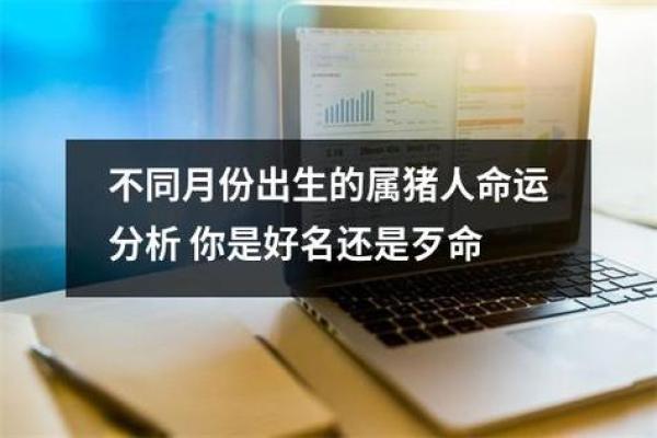 2014属猪命运解析：揭示您的性格与未来发展机会