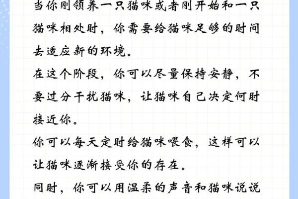 神秘的七命猫与八命猫：揭秘猫咪的奇妙传说