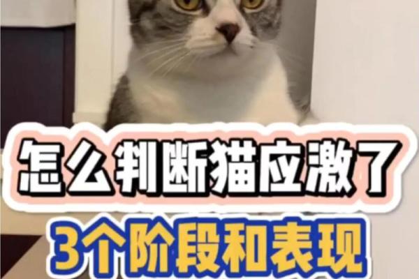 神秘的七命猫与八命猫：揭秘猫咪的奇妙传说