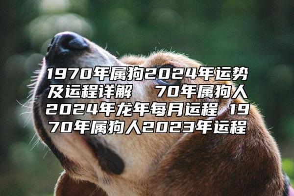 2019年属狗人命运解析：揭示你的性格与未来发展趋势